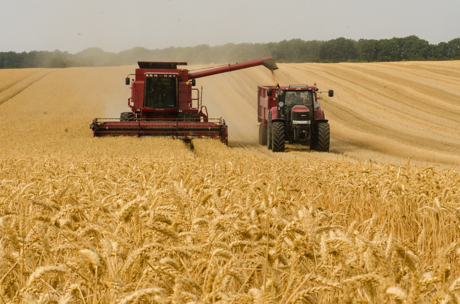 Ukraine boasts biggest harvest since independence