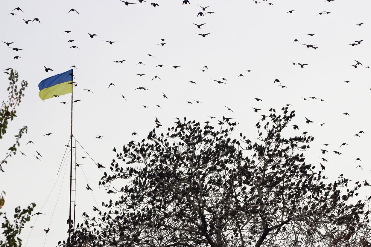 Mistaken for spies: Ukraine’s bird watchers find comfort and destruction