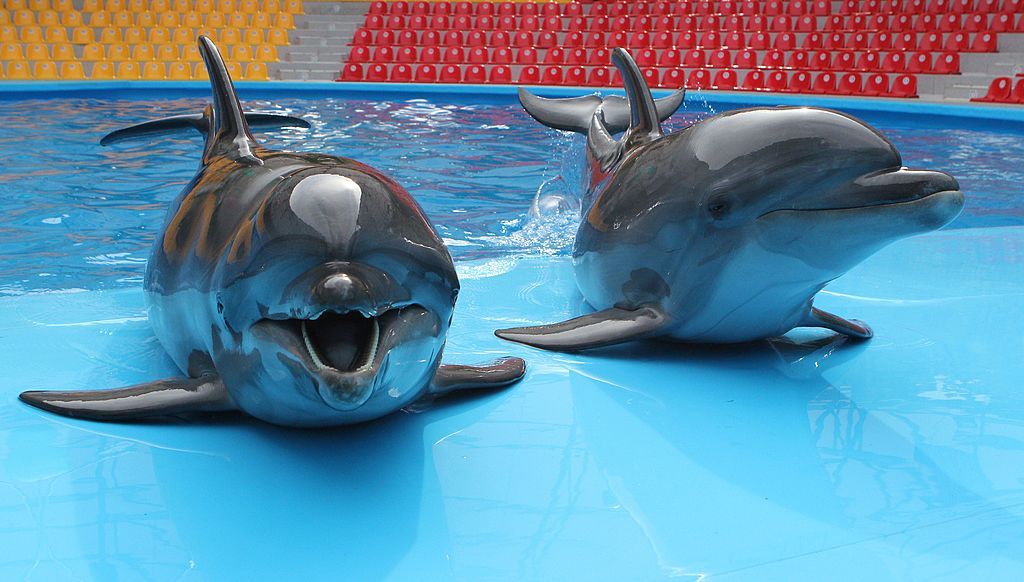 The Counteroffensive: A look at the Russian military's war dolphins