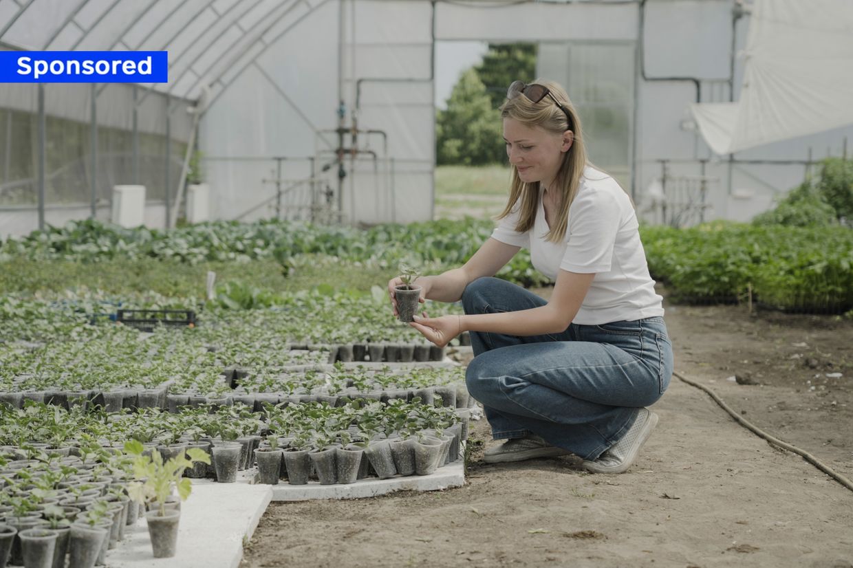 How Ukrainian town scaled up vegetable production, creating jobs for IDPs and locals amid war