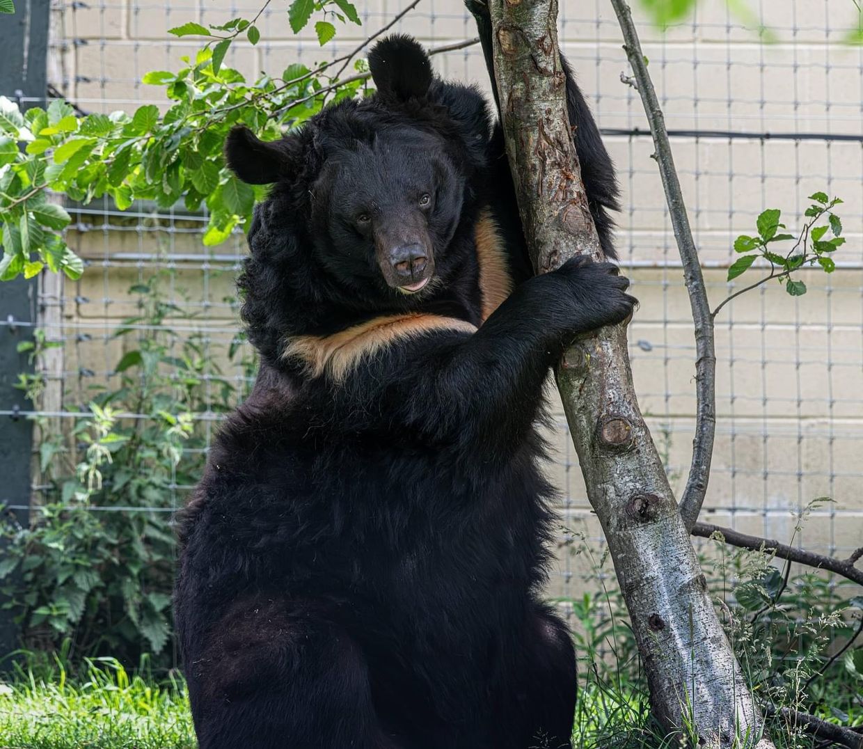 Donetsk bear adopted by Scottish zoo dies after medical procedure