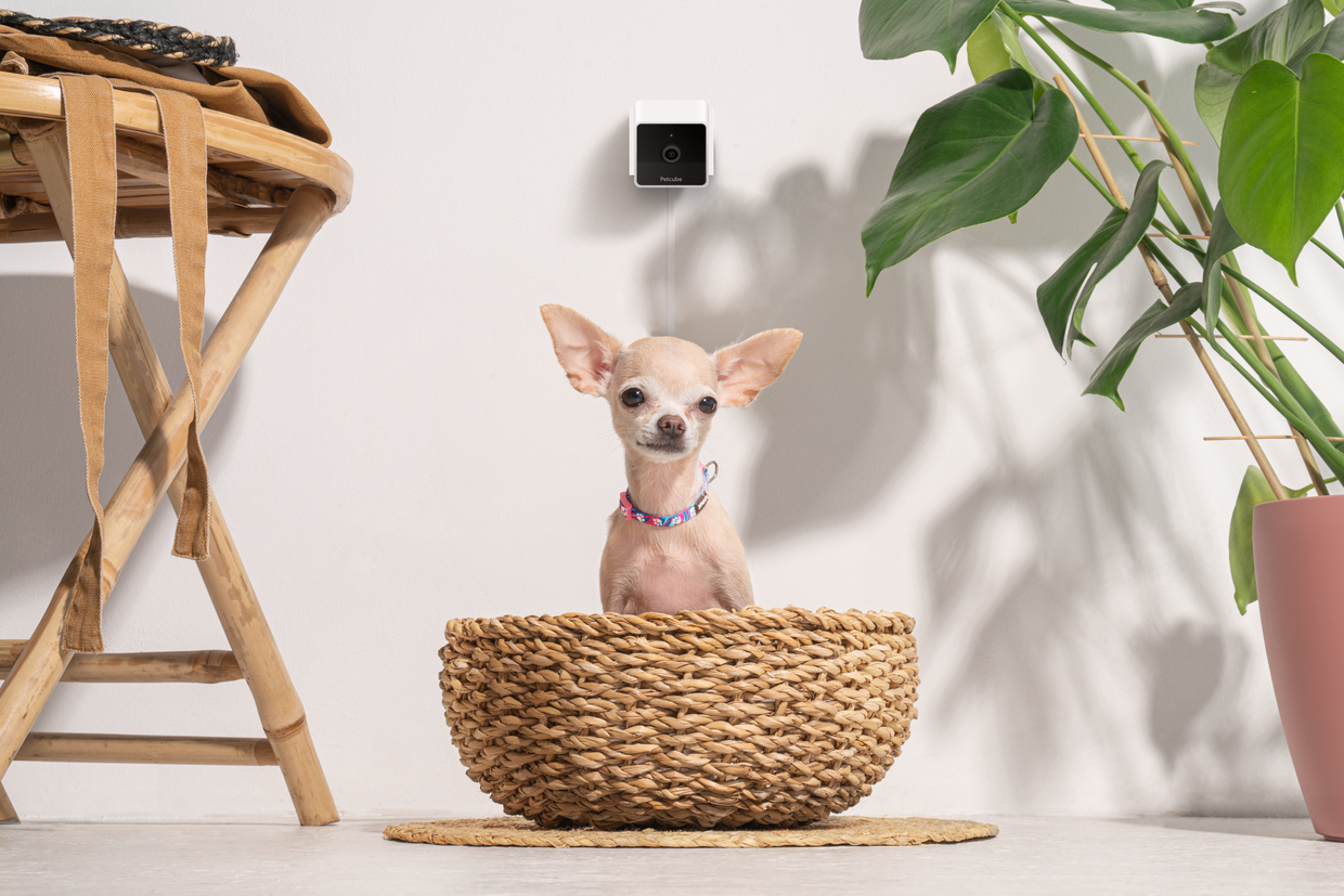 Chihuahua in colorful collar sits in the basket.