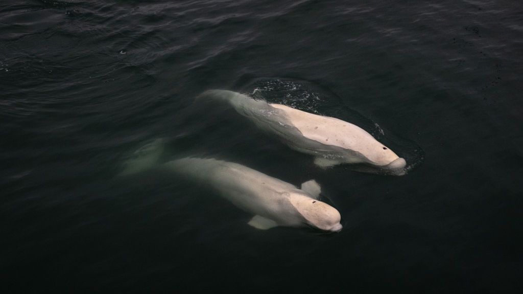 Beluga whale suspected of spying for Russia dies off Norwegian coast