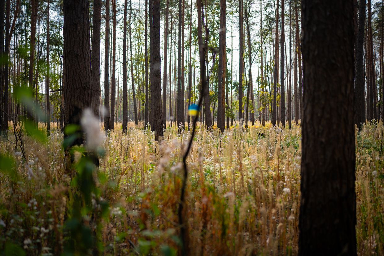 Scotch tape in the colors of the Ukrainian flag in the Chornobyl forest in Chornobyl zone, Kyiv Oblast