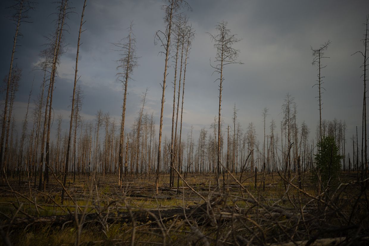 Radioactive "red" forest in Chornobyl zone, Kyiv Oblast, Ukraine