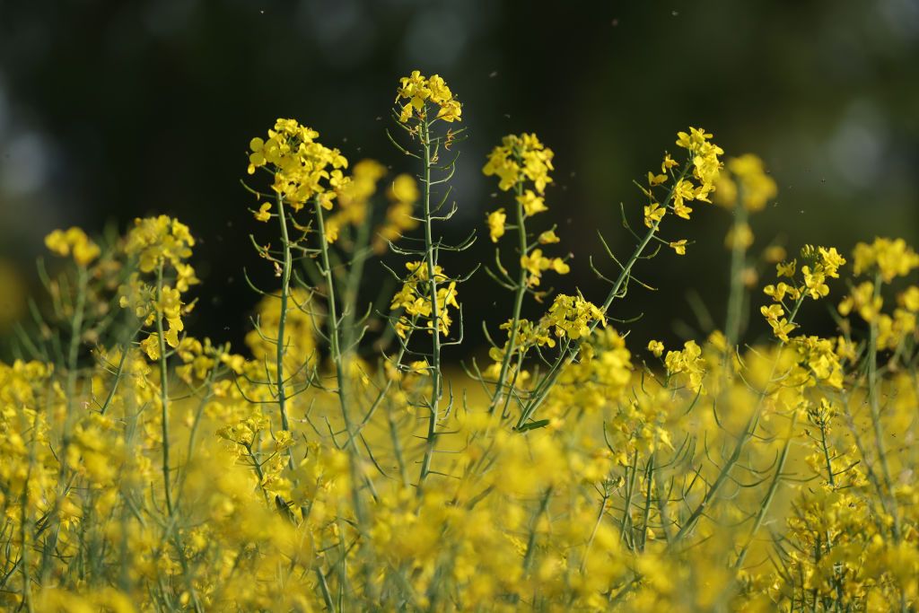 Belarus exports rapeseed oil from occupied Ukrainian territories to EU, RFE/RL investigation finds