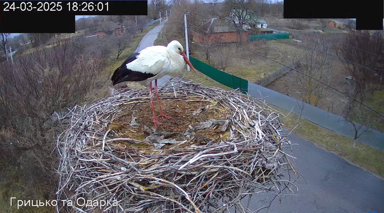 A lonely Ukrainian stork is waiting for his girlfriend and thousands of people are watching live