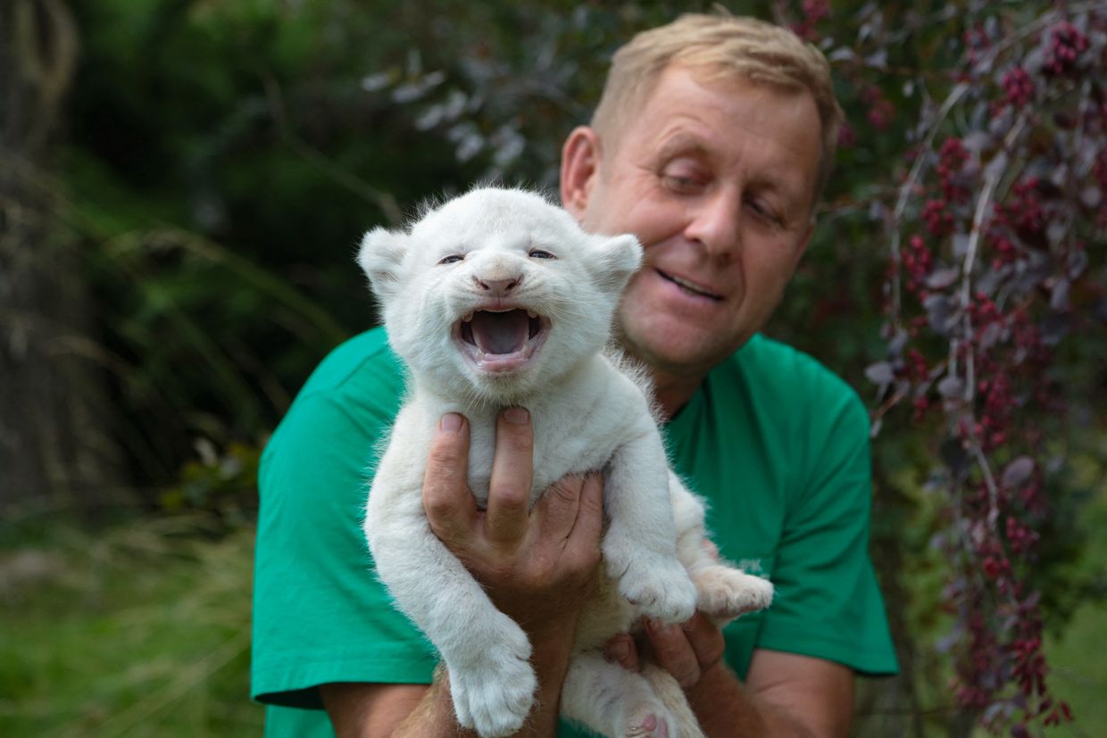 Lion attacks collaborator at safari park in Russian-occupied Crimea