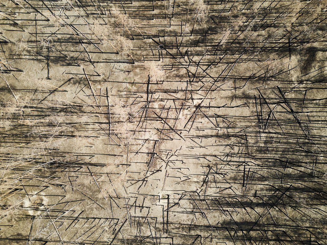 An aerial view of a charred pine forest contaminated with mines and unexploded ordnance in Svyatohirsk, Donetsk Oblast, Ukraine, on Sept. 27, 2024.