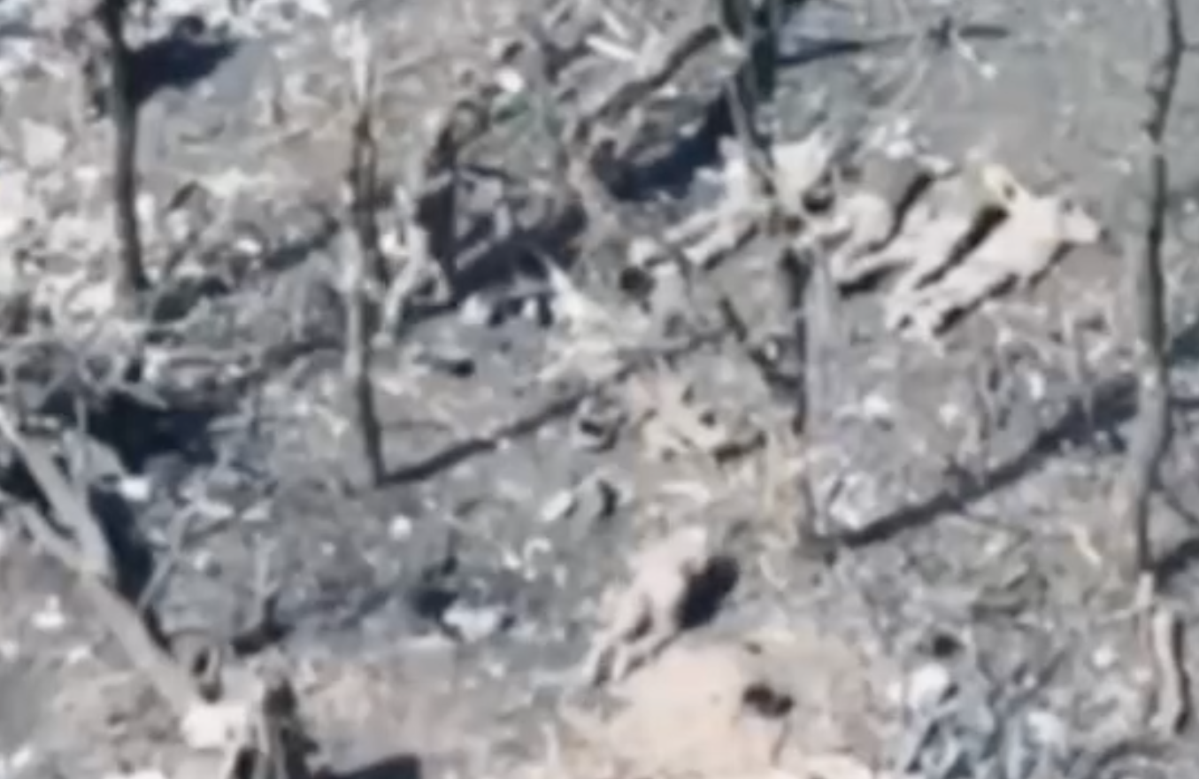 Russian military reportedly executes 5 Ukrainian POWs