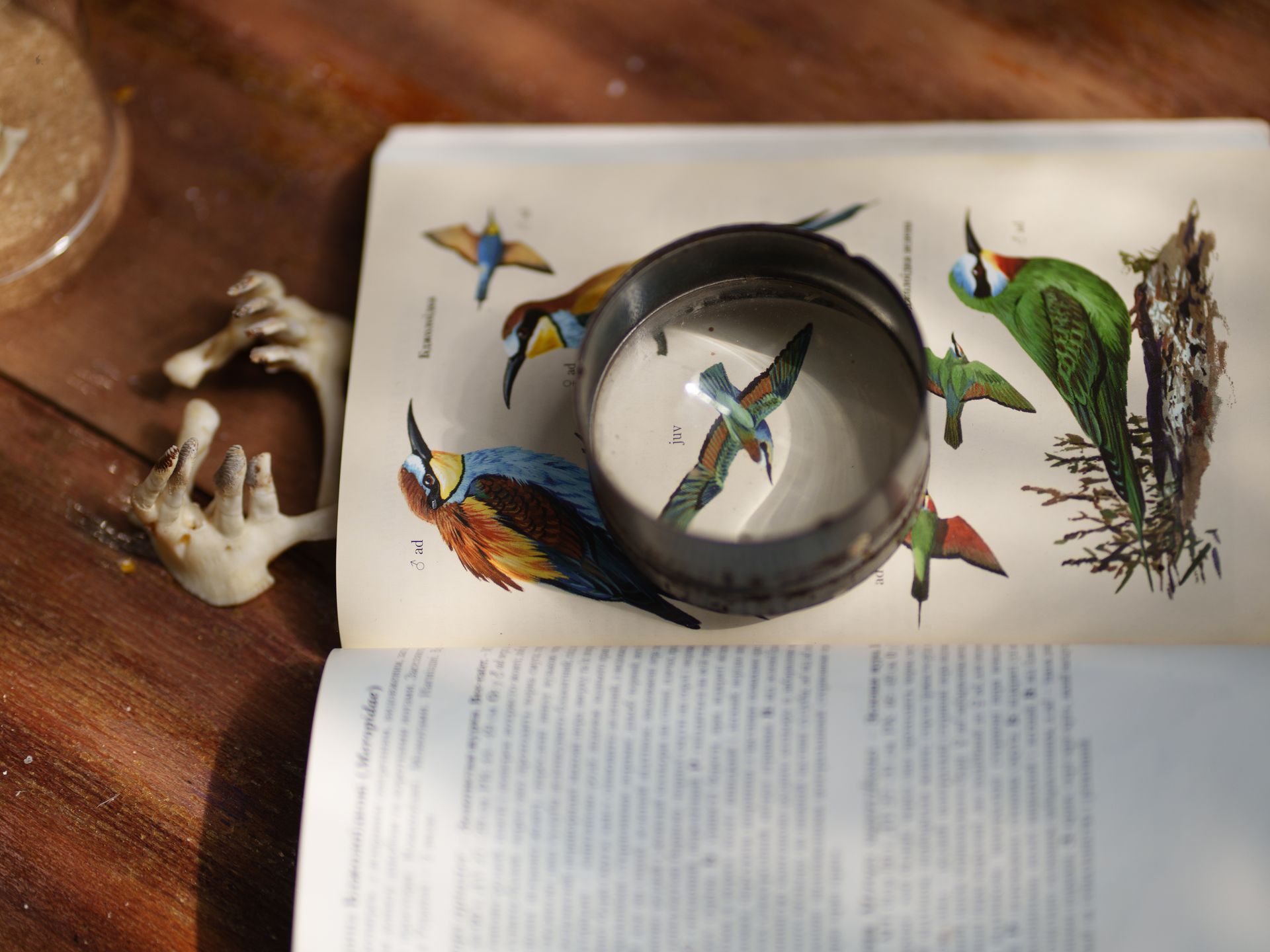 A bird encyclopedia at the Free Wings rehabilitation center in Kozhychi, Lviv Oblast, Ukraine, on Aug. 27, 2025.