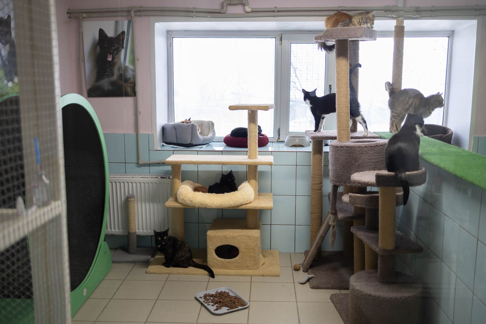 A cat room is seen at the Gostomel Shelter in Hostomel, Ukraine, on Jan. 23, 2026.