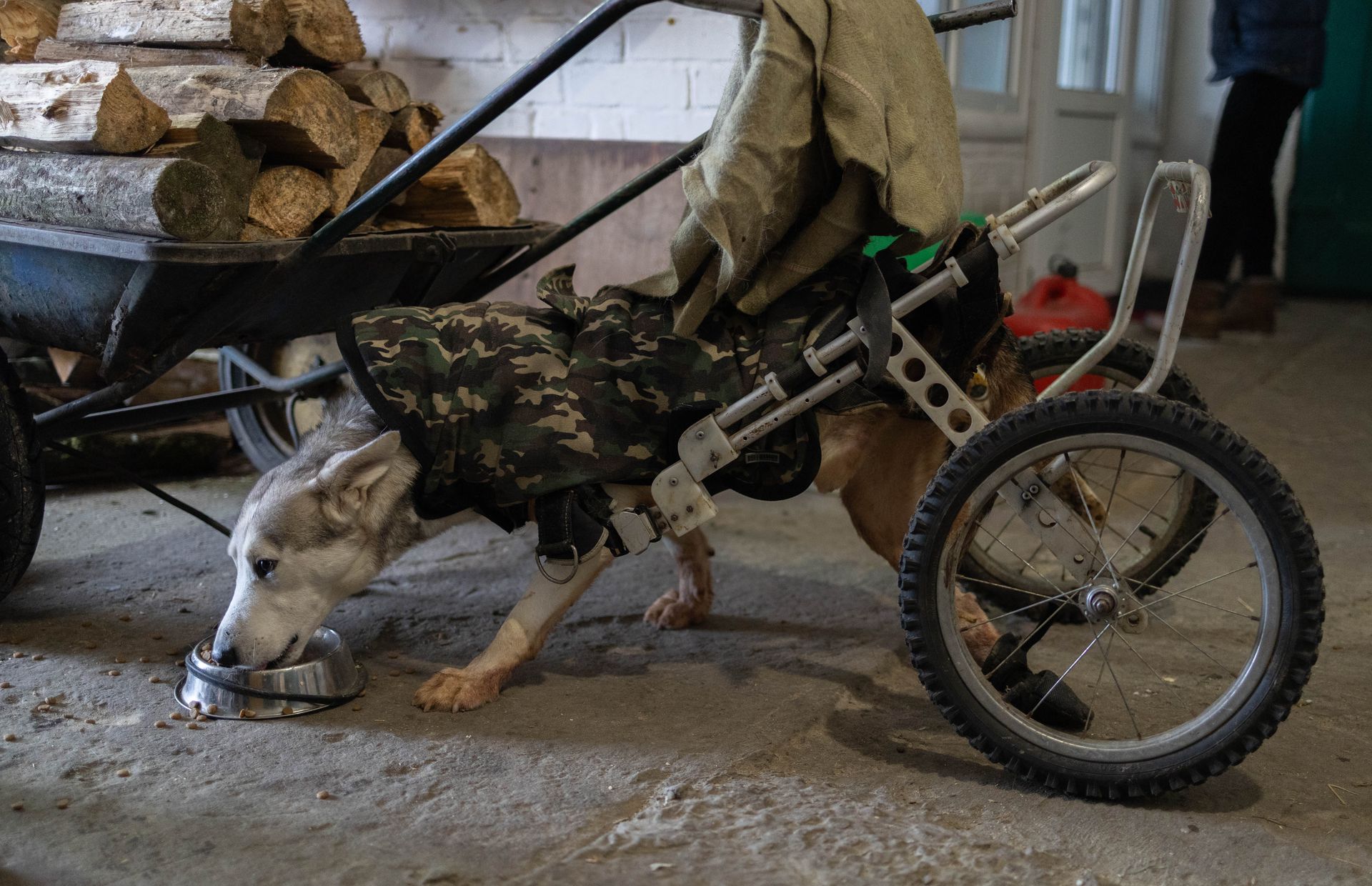 Ihor, a disabled dog, is seen at the Gostomel Shelter in Hostomel, Ukraine, on Jan. 23, 2026.