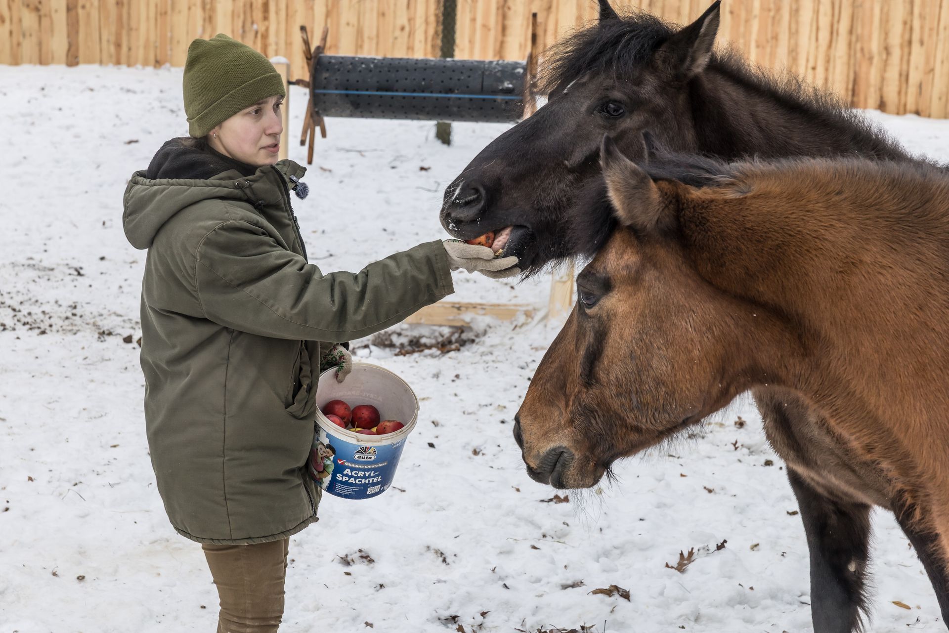 Anastasiia Larionova, 30, zoo technician in the ungulate department, feeds apples to Hutsul horses at the Kyiv Zoo in Kyiv, Ukraine, on Jan. 27, 2026.